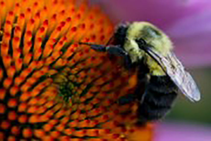 Bumblebee on purple coneflower.