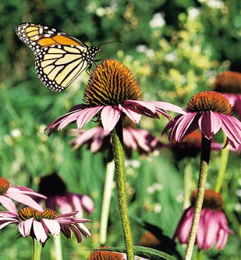 Monarch butterfly on purple coneflower, from the side.