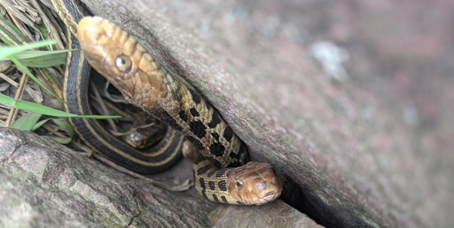 snakes hiding in rocks