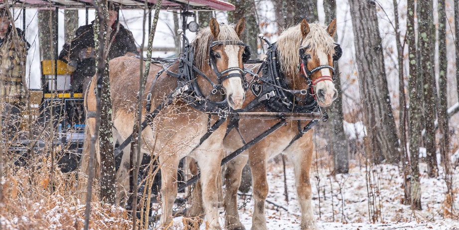 Horse-Drawn Rides at the Forest History Center