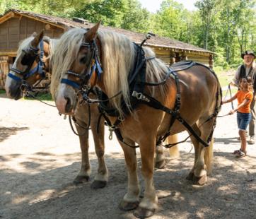 Draft Horse Experience Forest History Center