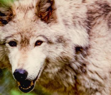 Wolves of Minnesota Forest History Center
