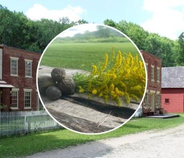 Natural Dye Demo Historic Forestville