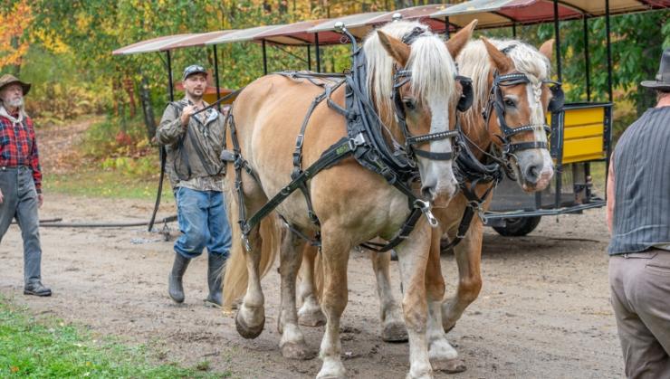 The Draft Horse Experience Forest History Center